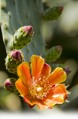 La Palma Natur ....
